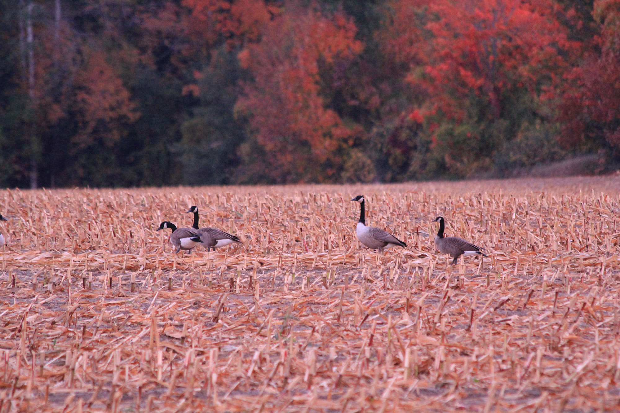 Canada_Geese.jpg