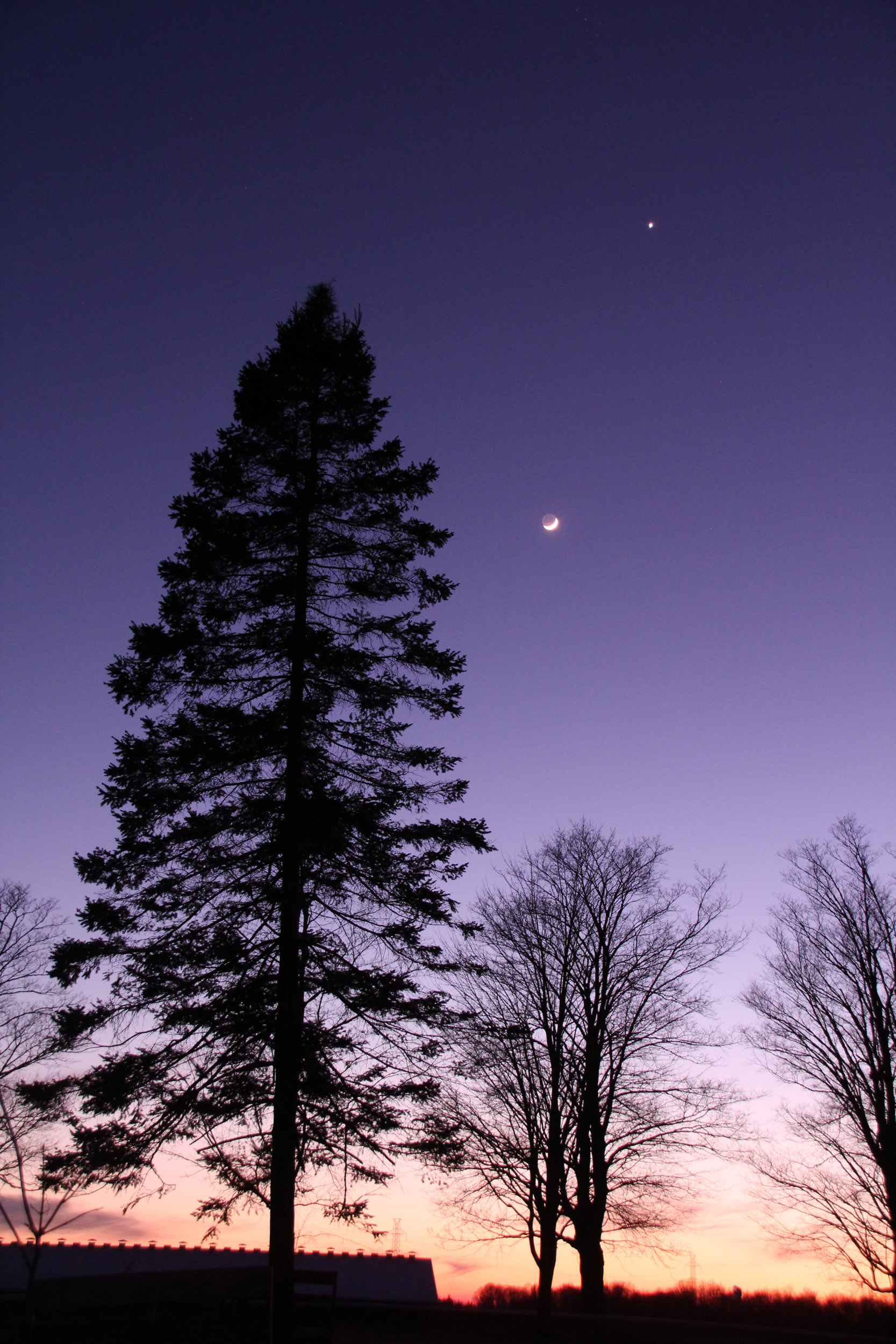 Moon-Venus-Trees.jpg