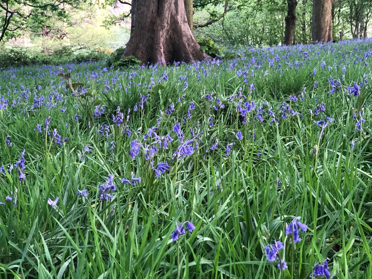 17 bluebells.jpg