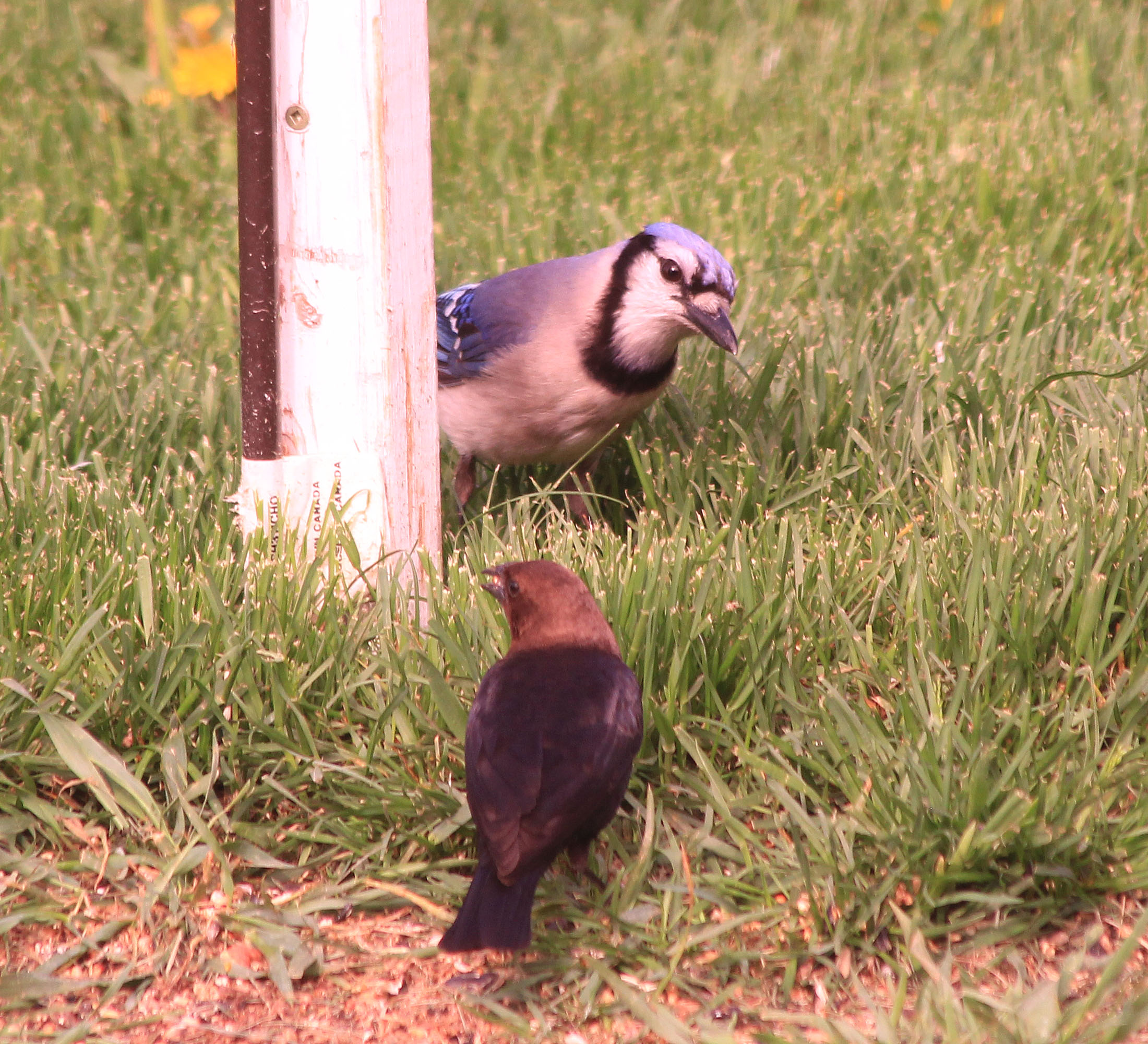 Blue Jay and Brown Headed Cow Bird