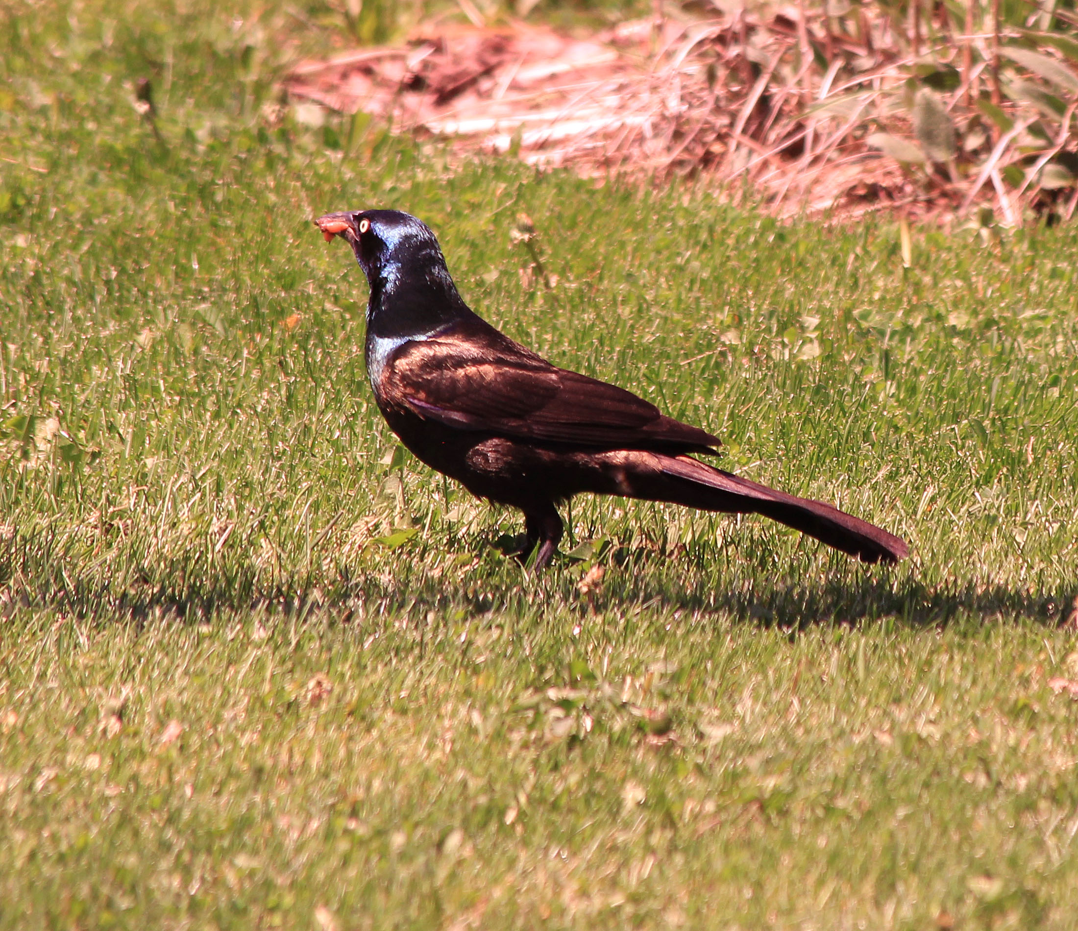 Common Grackle