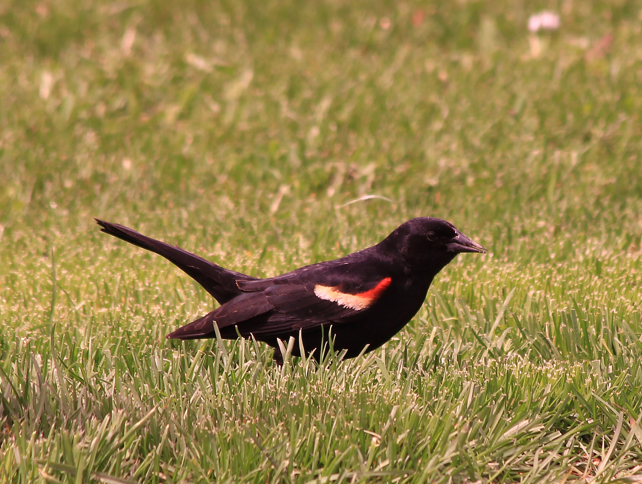 Redwing Blackbird