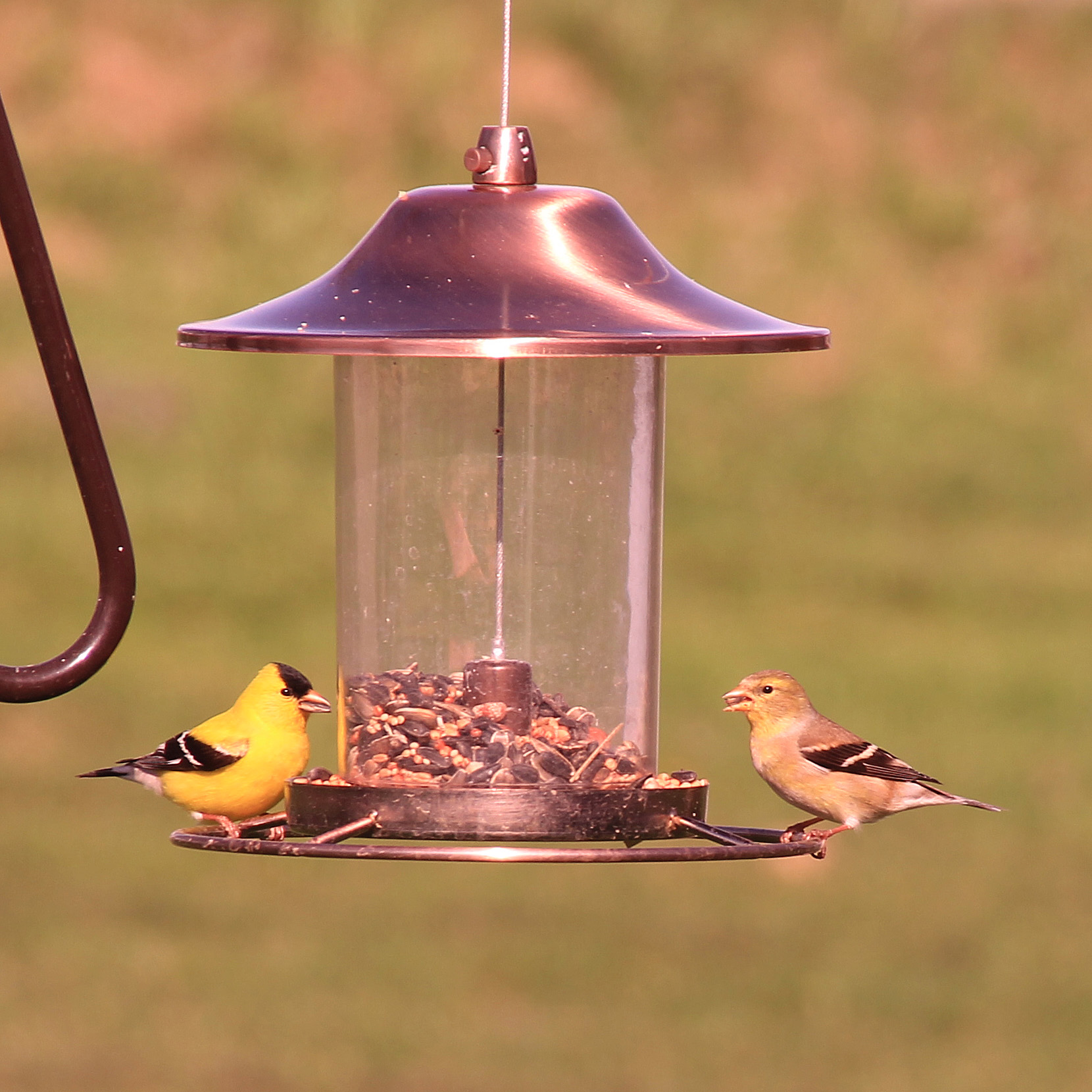 Goldfinches