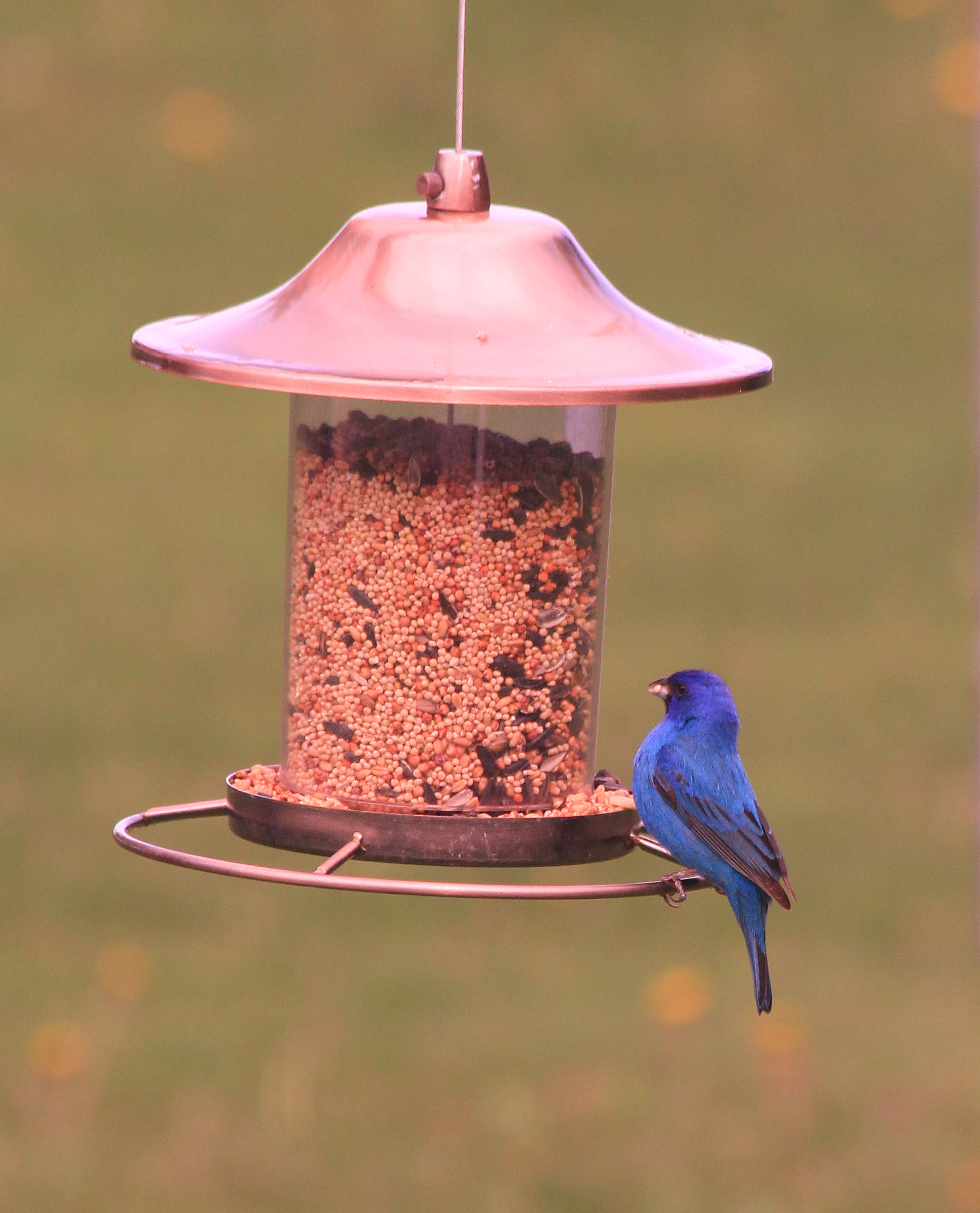 Male Indigo Bunting