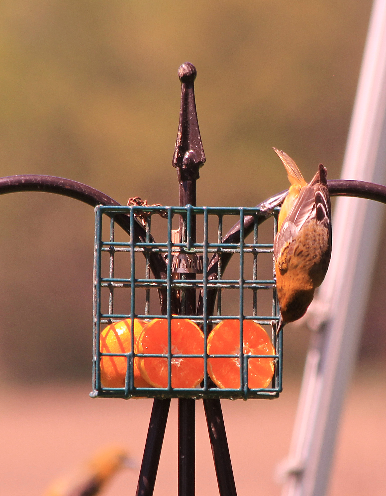 Female Baltimore Oriole