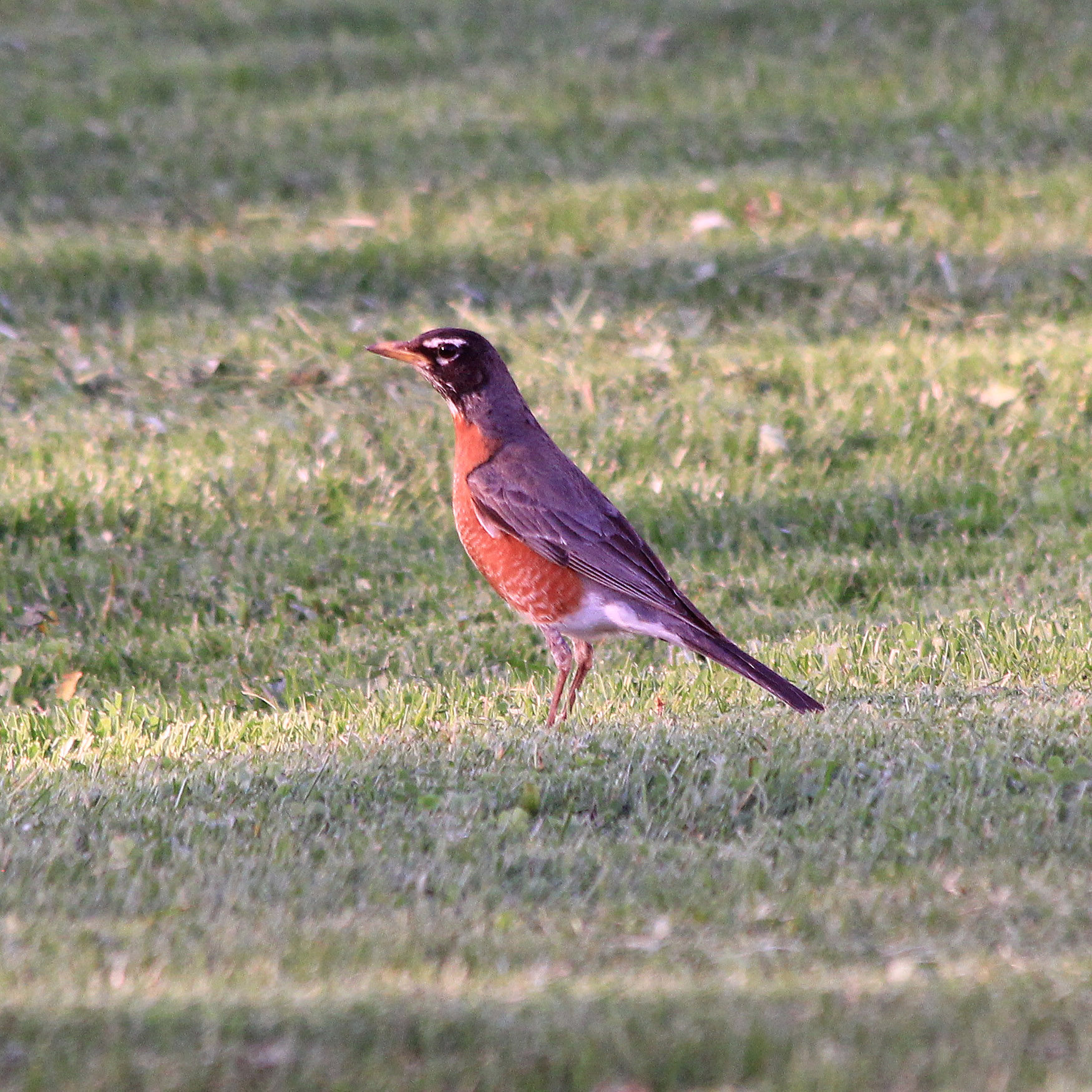 American Robin