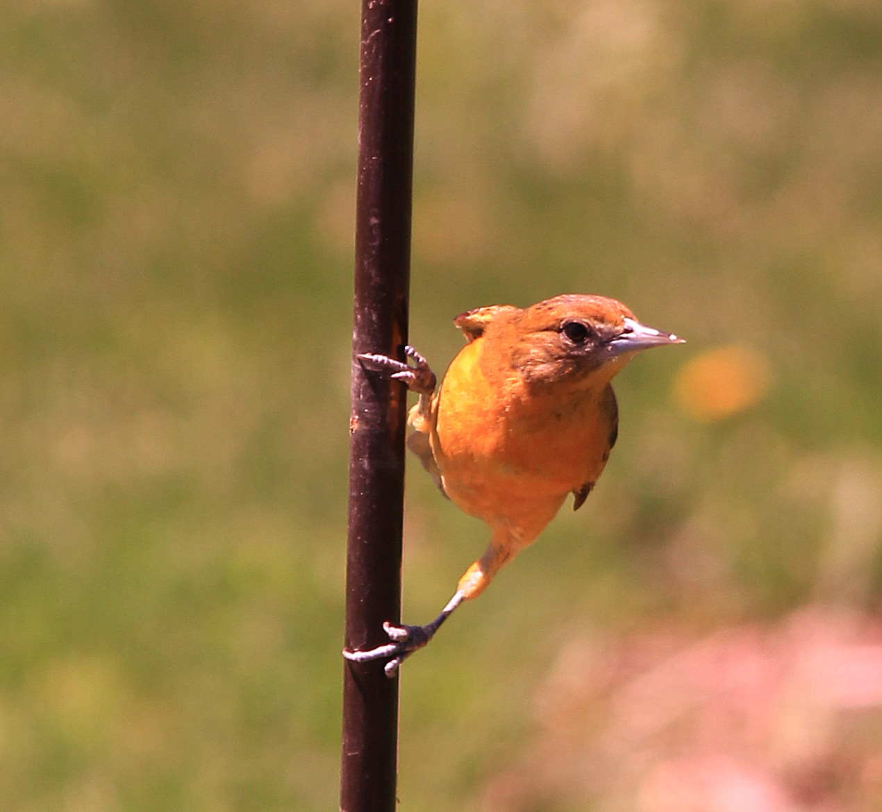 Female Baltimore Oriole