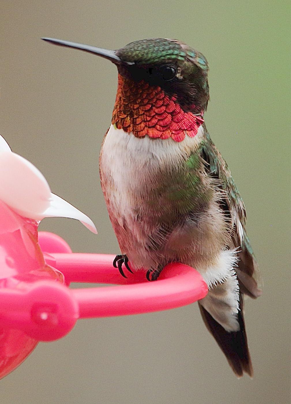 Ruby Throated Hummingbird