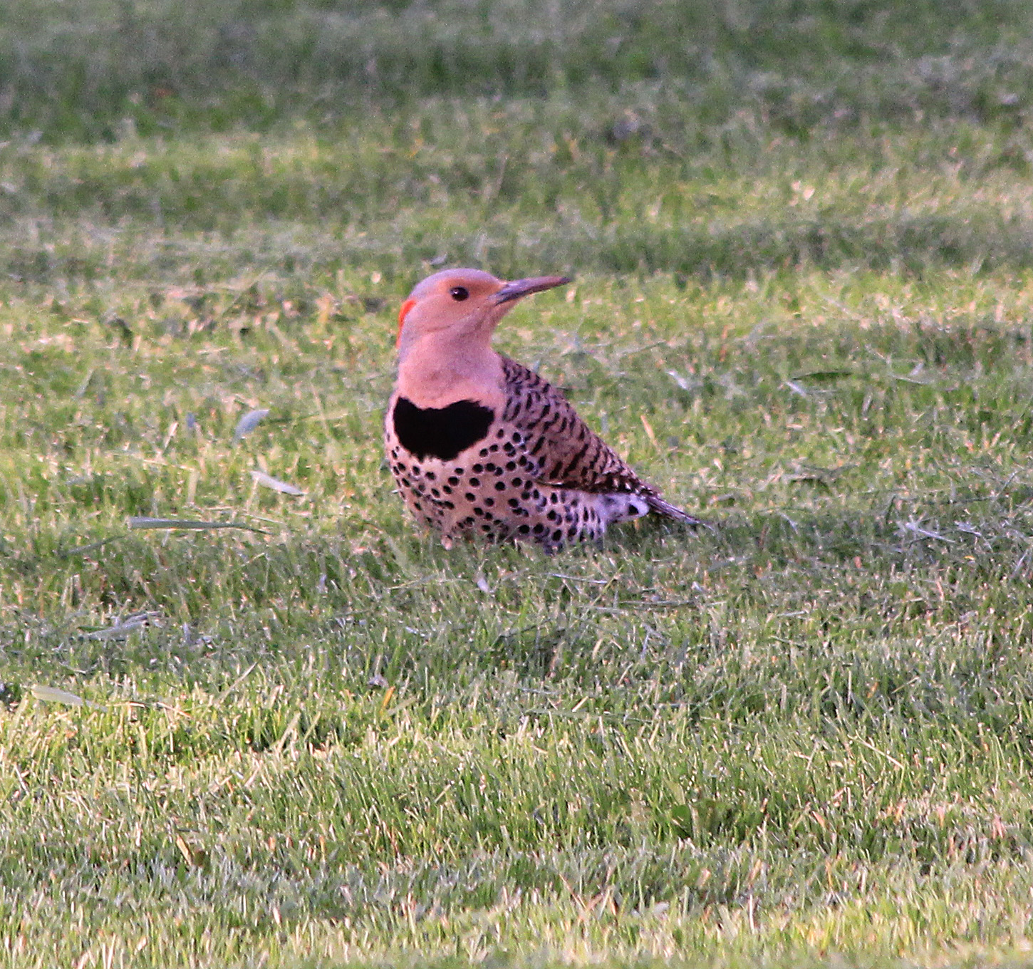 Northern Flicker