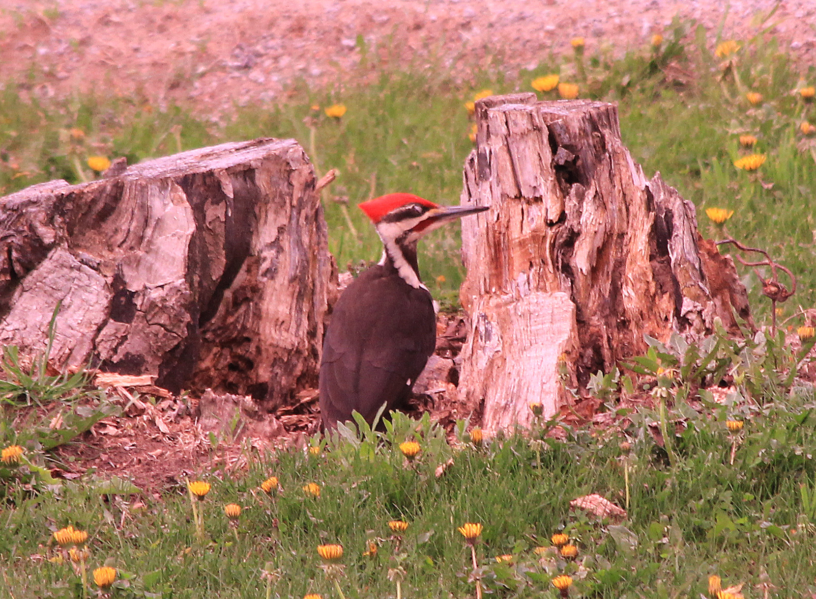 Pileated Woodpecker