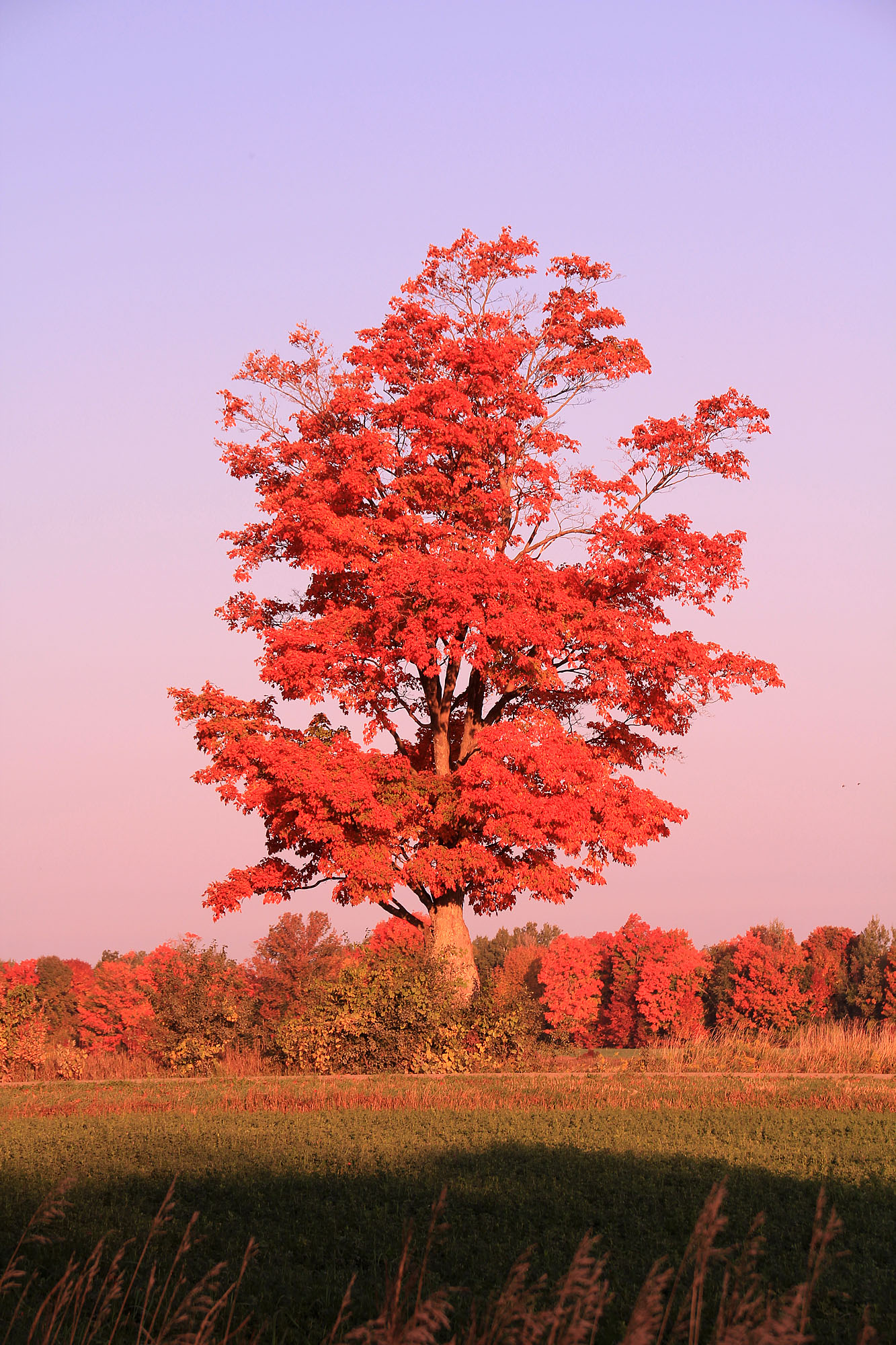 This fire-red sugar maple is across form the house along the roadside