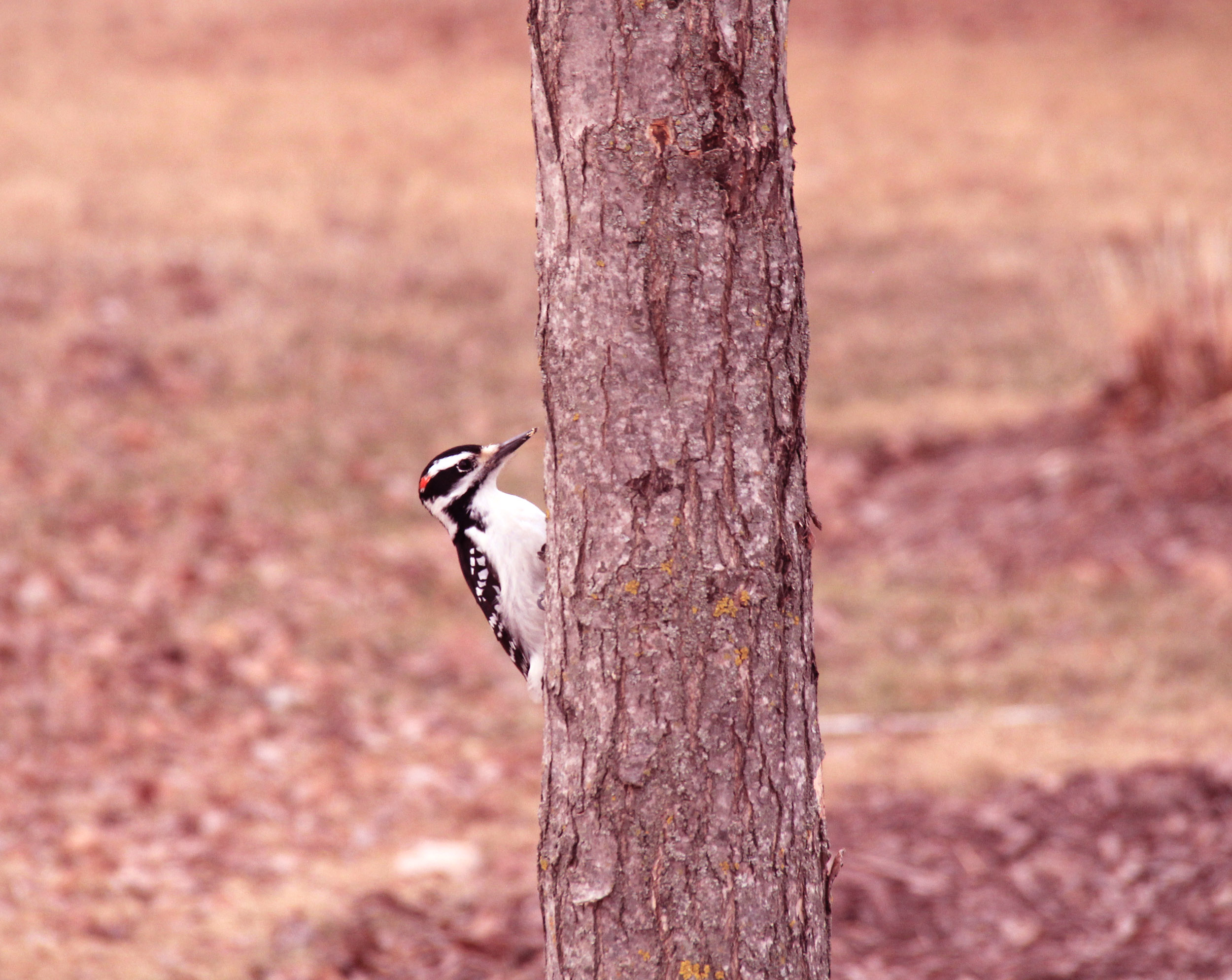 Woodpecker.jpg