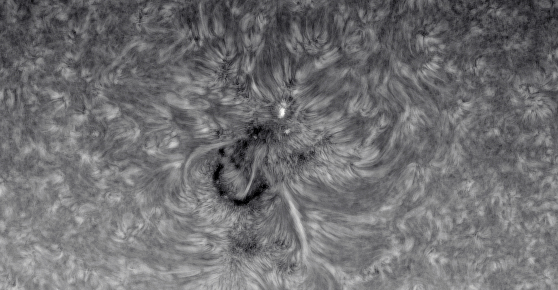 AR12829 close up mono inverted.jpg