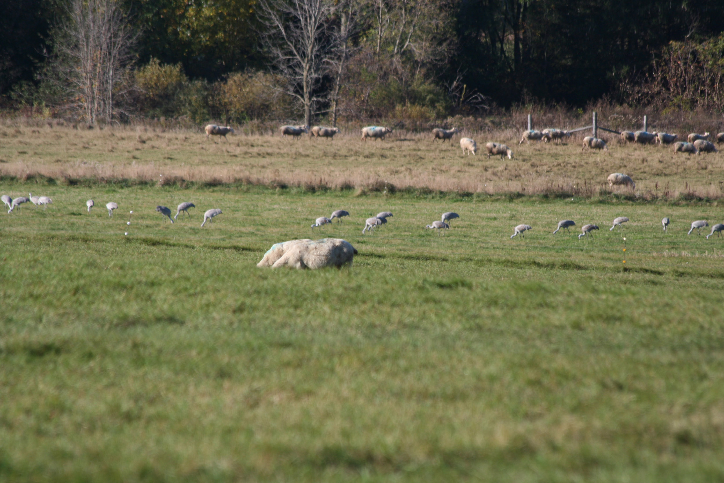 Sheep&Cranes.jpg