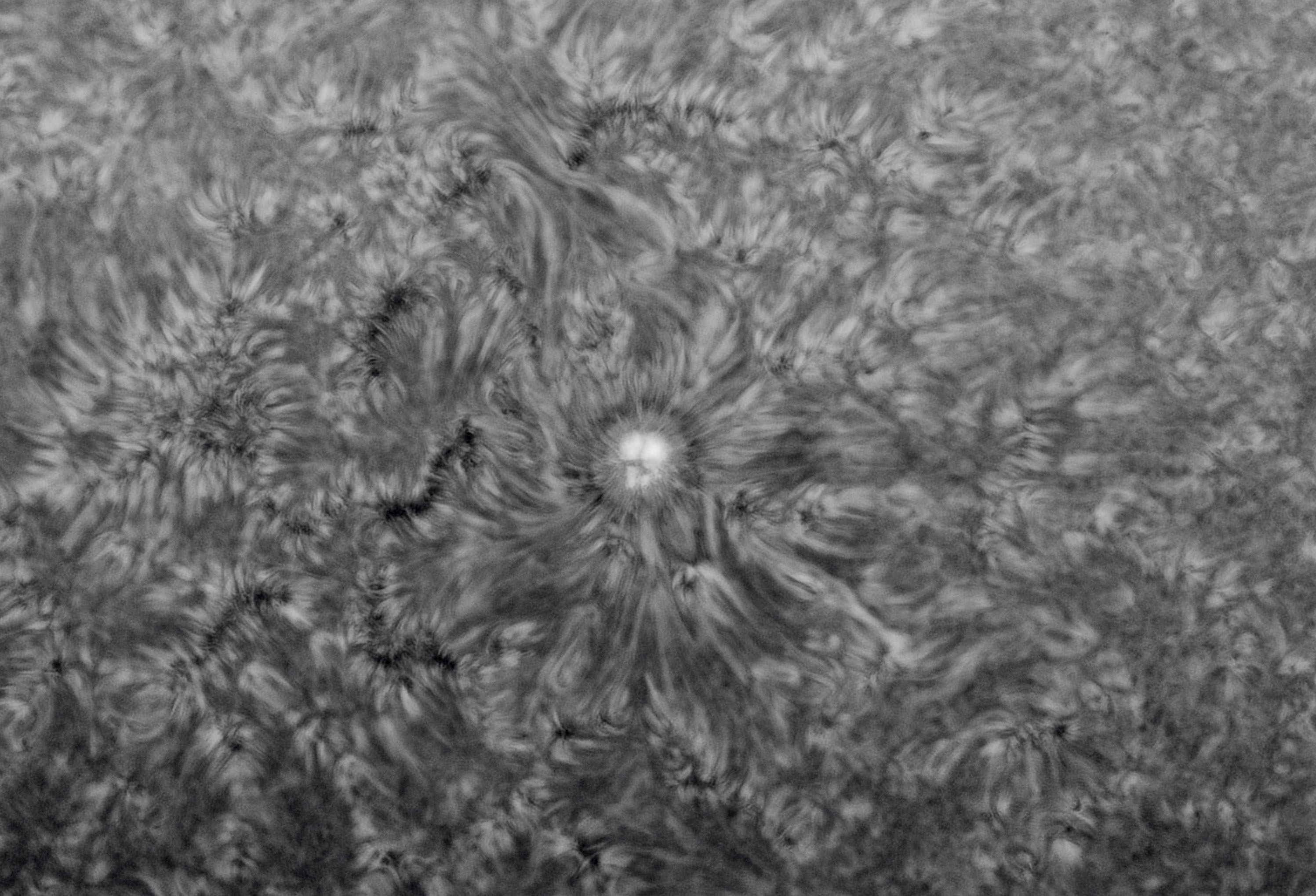 100047 AR2983 mono inverted.jpg